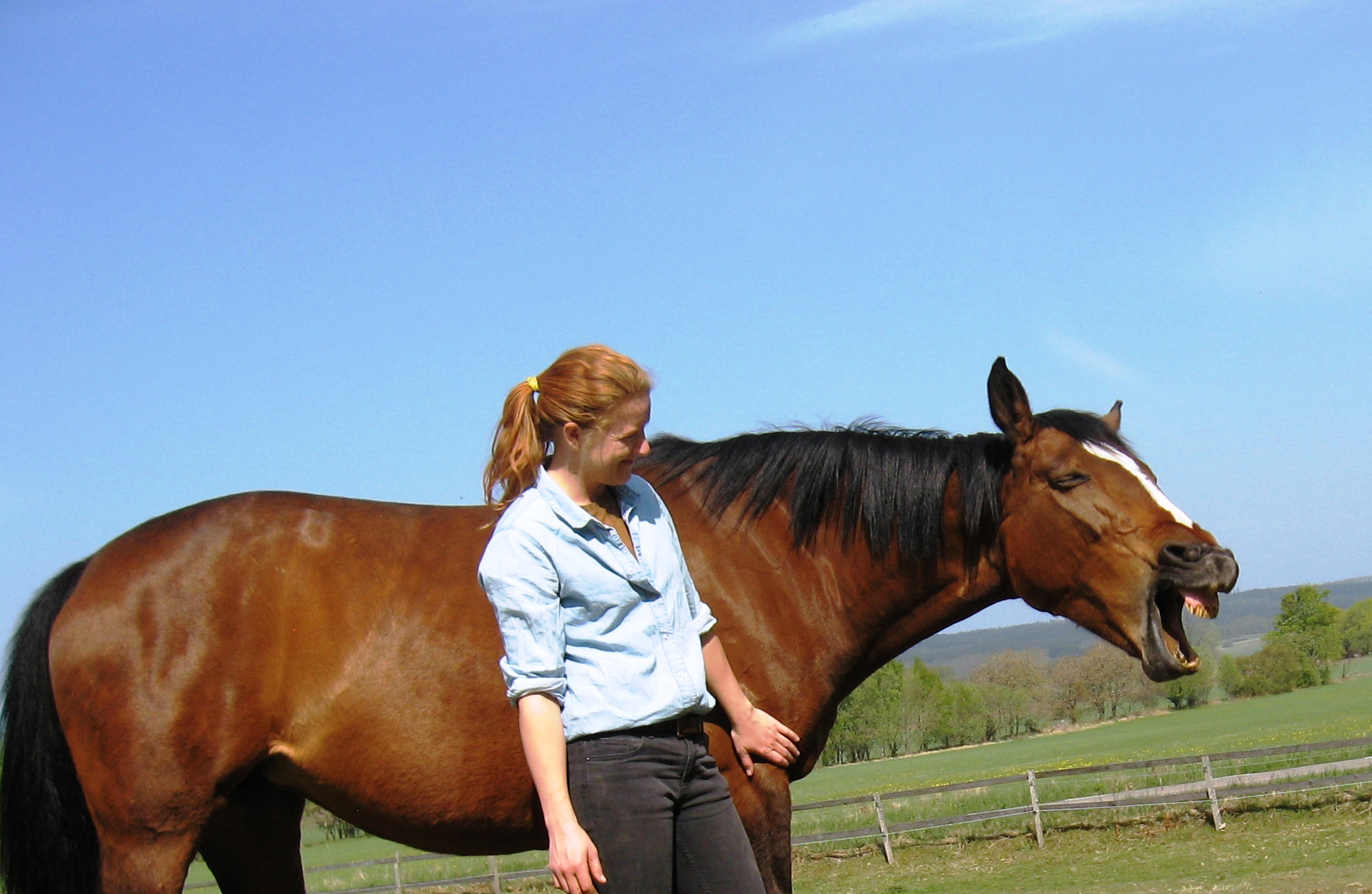 Kraniosakral behandling häst